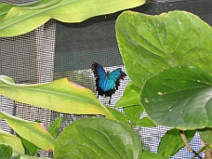086 Kuranda Butterfly Sanctuary